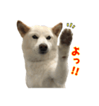 白柴さき・黒柴いぶき・豆柴はづき（個別スタンプ：4）