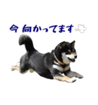 白柴さき・黒柴いぶき・豆柴はづき（個別スタンプ：9）