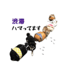 白柴さき・黒柴いぶき・豆柴はづき（個別スタンプ：10）