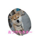 きゅーとなあいさつ（個別スタンプ：3）