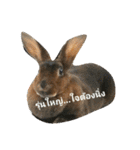 PhaLo_iNDy_Rabbit#1（個別スタンプ：3）