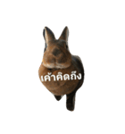 PhaLo_iNDy_Rabbit#1（個別スタンプ：5）