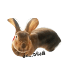 PhaLo_iNDy_Rabbit#1（個別スタンプ：6）