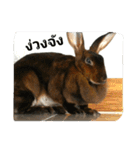 PhaLo_iNDy_Rabbit#1（個別スタンプ：7）