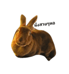 PhaLo_iNDy_Rabbit#1（個別スタンプ：8）