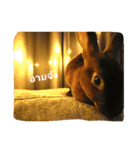 PhaLo_iNDy_Rabbit#1（個別スタンプ：10）