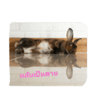 PhaLo_iNDy_Rabbit#1（個別スタンプ：11）