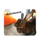 PhaLo_iNDy_Rabbit#1（個別スタンプ：12）