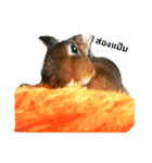 PhaLo_iNDy_Rabbit#1（個別スタンプ：13）