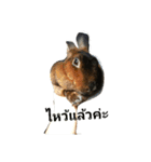 PhaLo_iNDy_Rabbit#1（個別スタンプ：14）