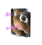 PhaLo_iNDy_Rabbit#1（個別スタンプ：15）