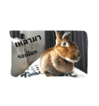 PhaLo_iNDy_Rabbit#1（個別スタンプ：18）
