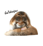 PhaLo_iNDy_Rabbit#1（個別スタンプ：19）