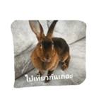 PhaLo_iNDy_Rabbit#1（個別スタンプ：21）