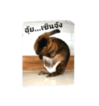 PhaLo_iNDy_Rabbit#1（個別スタンプ：22）