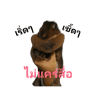 PhaLo_iNDy_Rabbit#1（個別スタンプ：24）