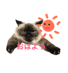 我が家のさぶちゃん（個別スタンプ：1）