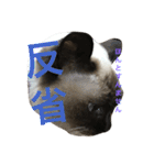 我が家のさぶちゃん（個別スタンプ：4）