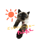 我が家のさぶちゃん（個別スタンプ：5）