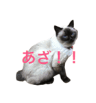 我が家のさぶちゃん（個別スタンプ：11）