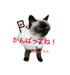 我が家のさぶちゃん（個別スタンプ：13）