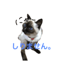我が家のさぶちゃん（個別スタンプ：14）