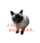 我が家のさぶちゃん（個別スタンプ：17）