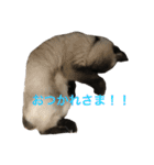 我が家のさぶちゃん（個別スタンプ：24）