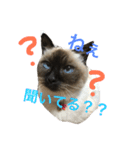 我が家のさぶちゃん（個別スタンプ：31）
