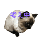我が家のさぶちゃん（個別スタンプ：33）