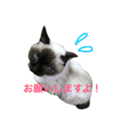 我が家のさぶちゃん（個別スタンプ：34）