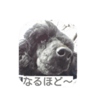 noir the poodle（個別スタンプ：1）