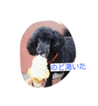 noir the poodle（個別スタンプ：3）
