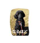 noir the poodle（個別スタンプ：4）