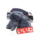 noir the poodle（個別スタンプ：5）