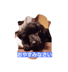 noir the poodle（個別スタンプ：6）