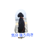 noir the poodle（個別スタンプ：8）