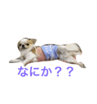 ラテくんの日常（個別スタンプ：1）