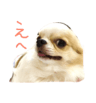 ラテくんの日常（個別スタンプ：4）