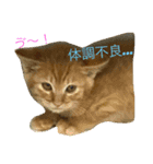 にゃんのあるある（個別スタンプ：2）