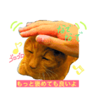 にゃんのあるある（個別スタンプ：3）