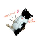 にゃんのあるある（個別スタンプ：4）