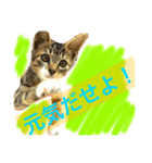 にゃんのあるある（個別スタンプ：6）
