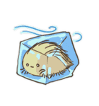 Echinoid series 2: Heart urchins（個別スタンプ：31）