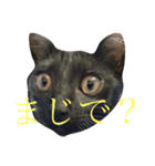 地味に使えます(๑′ᴗ‵๑)（個別スタンプ：2）