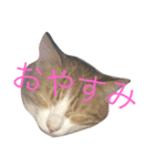 地味に使えます(๑′ᴗ‵๑)（個別スタンプ：4）
