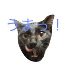 地味に使えます(๑′ᴗ‵๑)（個別スタンプ：5）