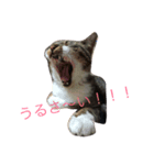 地味に使えます(๑′ᴗ‵๑)（個別スタンプ：6）