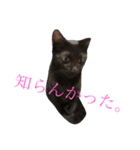 地味に使えます(๑′ᴗ‵๑)（個別スタンプ：8）