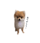 POPONN..（個別スタンプ：1）